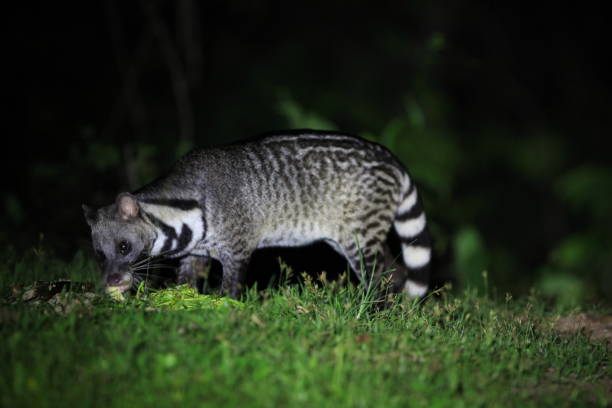 istock Thailand Civet Coffee is living 2148440185