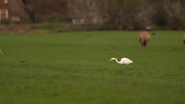 A great egret (Ardea alba) hunting in a meadow with a sheep in the background - slow motion