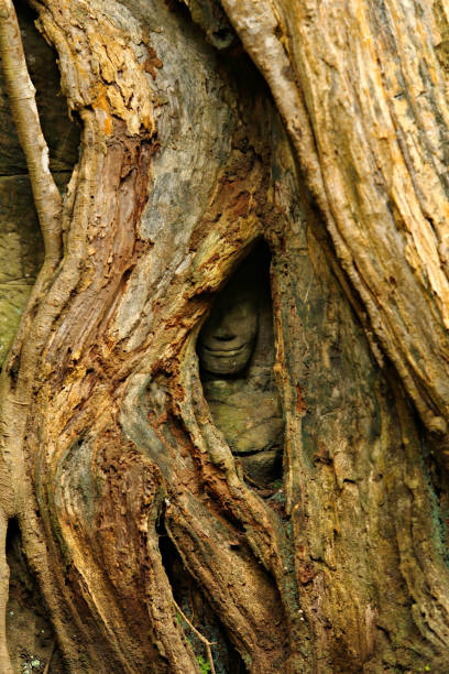 Apsara hides her face in the roots stock photo