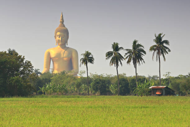 The largest golden Buddha statue with green rice field foreground at Wat Muang Temple in Ang Thong Province, Thailand