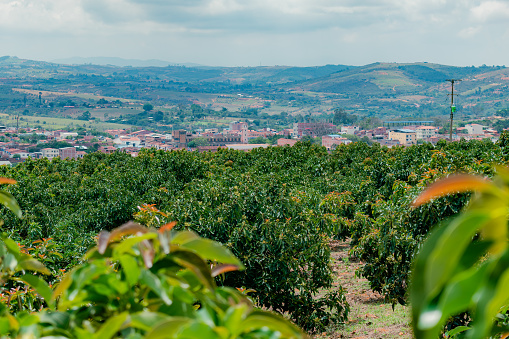 plantation of avocado (Persea Americana) variety papelillo with the town of Villanueva, Santander, Colombia in the background