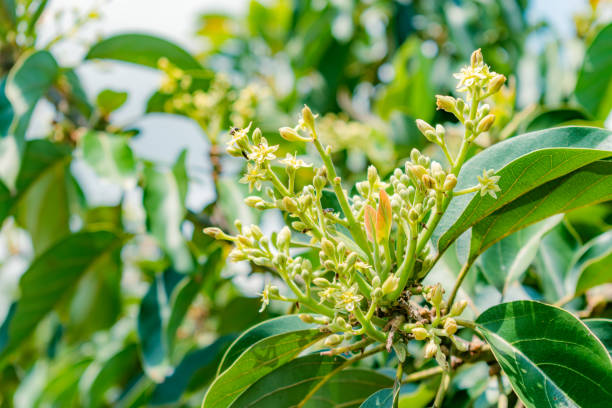 avocado flower (persea Americana) papelillo variety with pollinating bees
