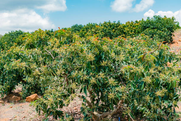 istock avocado plantation (Persea Americana) papelillo variety 2148440968