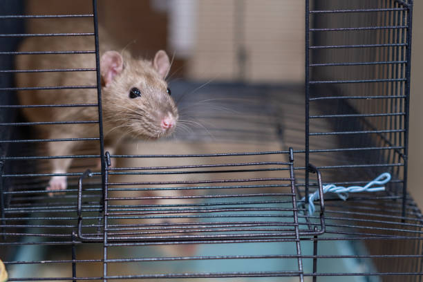 istock Domestic rat in a cage holds food with its paws and eats. 2148441155