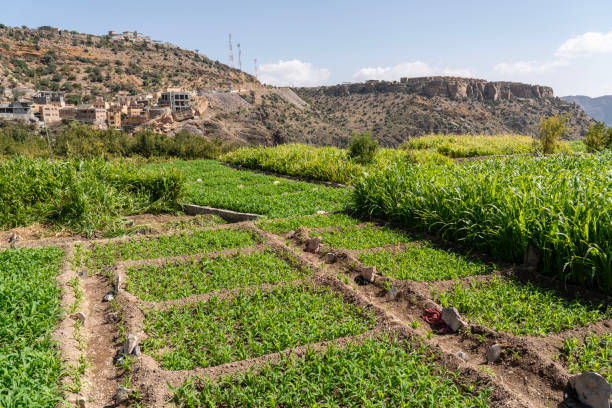 istock Village and terrace fields in Jebel Akhdar mountains, Oman 2148441349