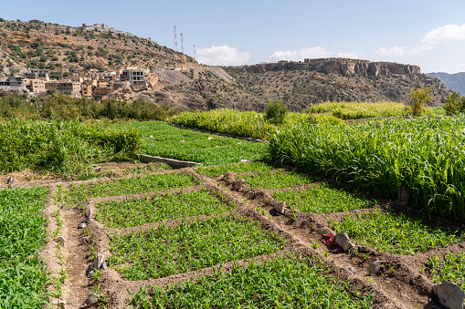 Jebel Akhdar, Oman - 2000m above the sea level and surrounded by terraced orchards, the twin villages of As Shuraija and Al Ain, in front small vegetable garden, Oman