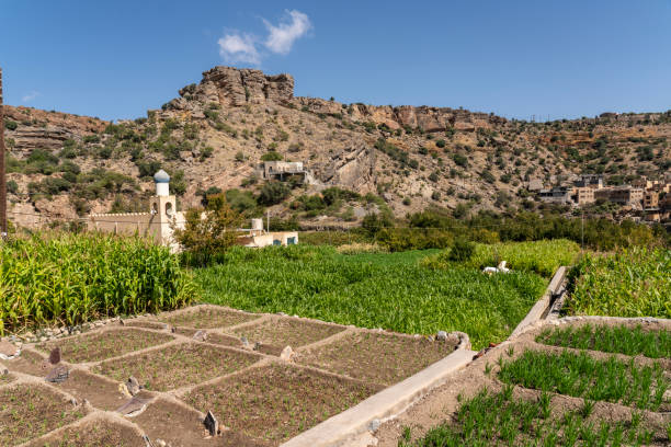 Jebel Akhdar, Oman - 2000m above the sea level and surrounded by terraced orchards, the twin villages of As Shuraija and Al Ain, in front small vegetable garden, Oman