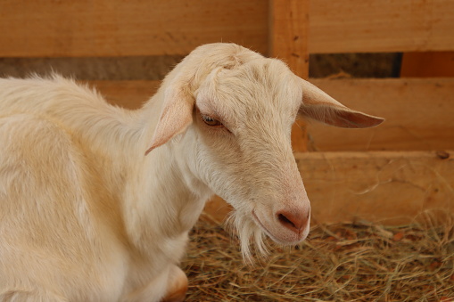 goat at agricultural exhibition