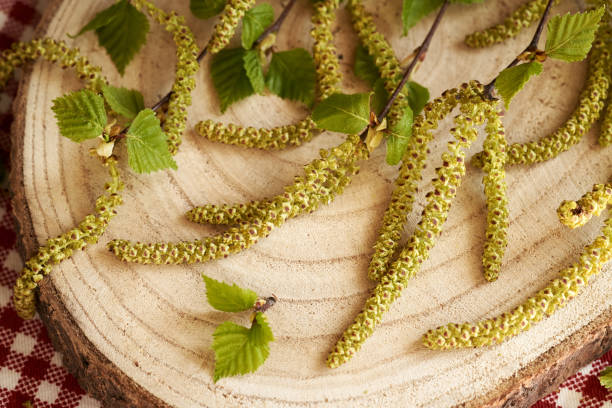istock Birch branches with very young leaves and catkins collected in spring - ingredient for herbal tincture 2148441543