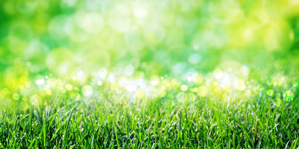 istock Sunny green foliage bokeh background 2148441595