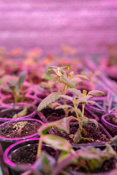 istock Growing flower seedlings indoors under full spectrum LED lighting 2148441911