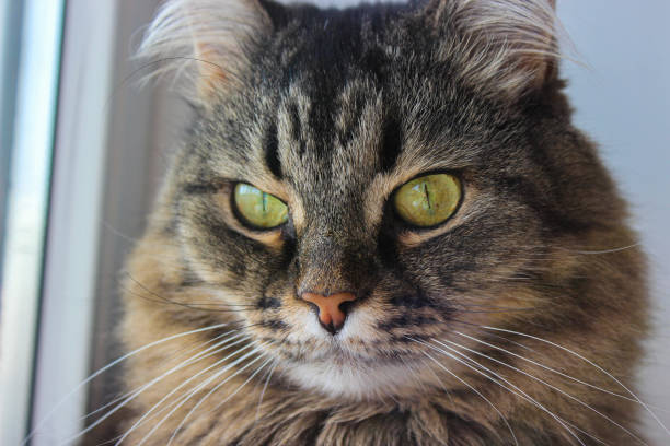 istock Siberian cat. Constricted pupils. Green eyes 2148442121