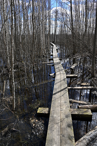 boardwalk in the forest in early spring