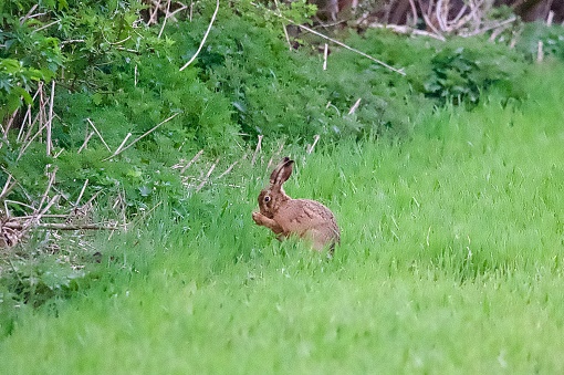 Brown hares sat in a grassy field