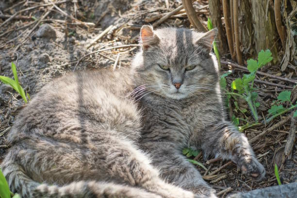 orange stray cat lazy