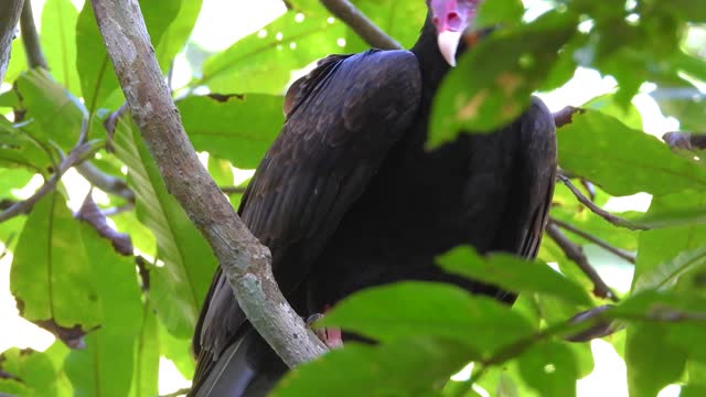 Closeup Of Turkey Vulture Perched On Tree With Green Foliage In Santa Marta, Colombia.