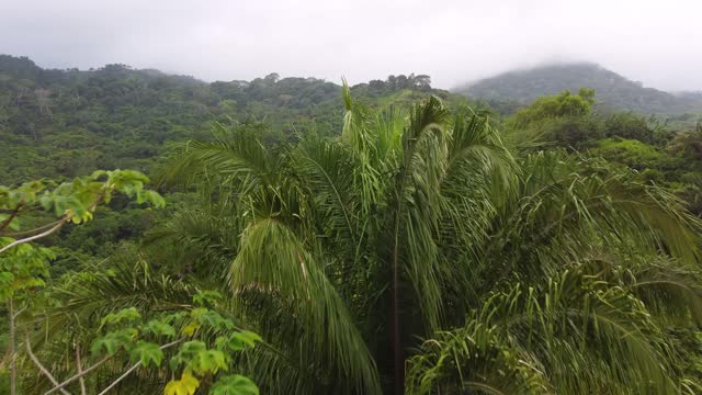 Verdant treetops swaying gently in the Santa Marta, Colombian breeze, with dense forest backdrop