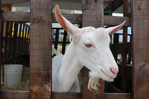 goat at agricultural exhibition