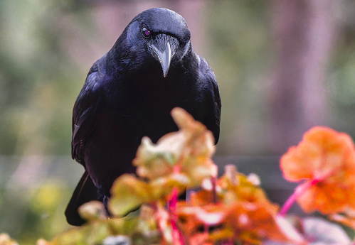 A large black bird comes to the backyard deck