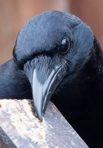 istock A large black bird comes to the backyard deck 2148444067