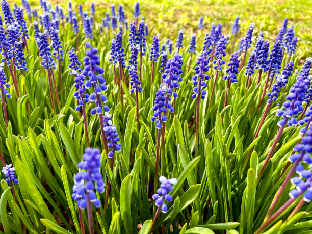istock First spring muscari flowers, bright blue, in sunny weather 2148444263