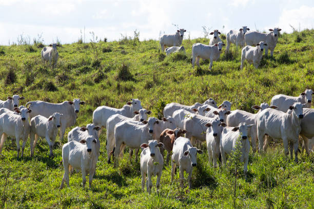 istock Nelore Cattle in Brazil 2148444402