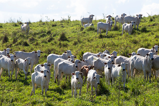 Large group of nelore cows in Brazil