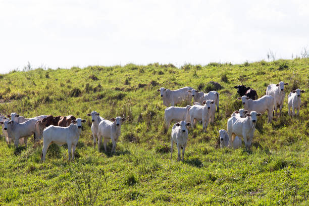 istock Nelore Cattle in Brazil 2148444404