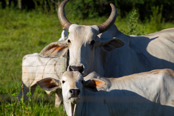 Head of nelore cow