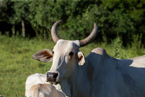 Head of nelore cow