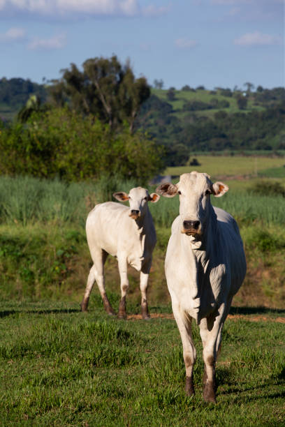 istock Nelore Cattle in Brazil 2148444452