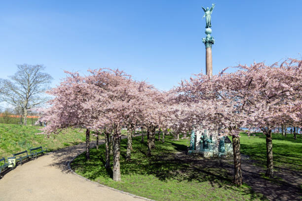 istock Cherry Blossom in Langelinie park 2148444561