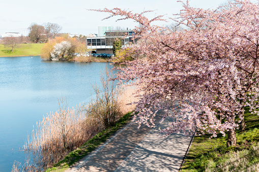 Cherry Blossom in Langelinie park on a beautiful spring day. Sakura festival. Copenhagen, Denmark - April 8, 2024.