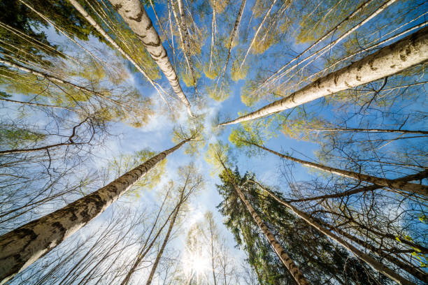 Springtime forest with setting sun shining through leaves and branches. Nature, forestry, habitat, environment and sustainability concepts