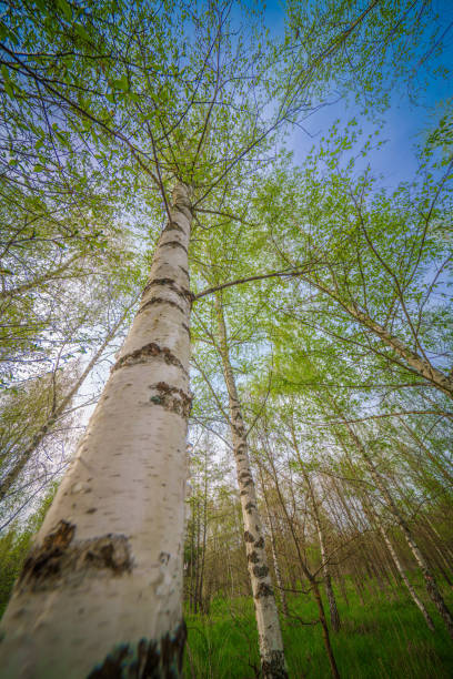 Admiring the tall trunk and delicate twigs of a deciduous birch tree against the backdrop of the sky in a natural forest landscape