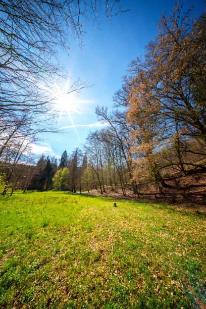 The sunlight filters through the branches of the trees in the field, creating a beautiful natural landscape with people enjoying the sunny sky