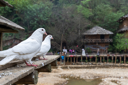 A couple of white pigeons at Cat Cat Village near Sapa in Vietnam
