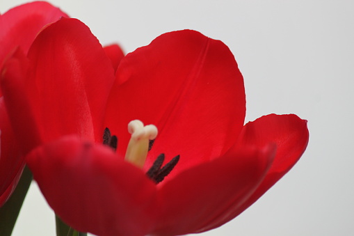One single Red Tulip Flower bouquet in bloom.