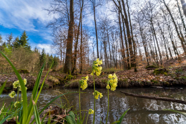 Primula veris, the cowslip, common cowslip, or cowslip primrose (syn. Primula officinalis Hill), is a herbaceous perennial flowering plant in the primrose family Primulaceae.