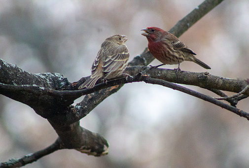 Mated finch pair having a lively discussion
