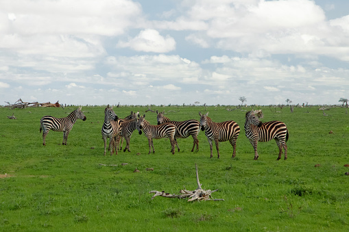Several Zebras in the grass nature habitat, National Park of Kenya. Wildlife scene from nature in Africa. Nature background. Africa travel and wild animals concept