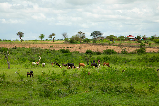 group of cows grazing on the pasture village in Africa landscape. Nature background. Africa travel and wild animals concept