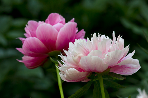 pink peony in close-up. A garden with blooming pink peonies of the Rosea Plena variety