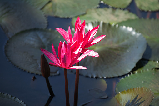 Panoramic of blooming Lotus flower on Green blurred background.Colorful water lily flower Attraction in pond at Sri Lanka . Selective focus.