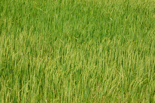 Close-up rice field background with blank space