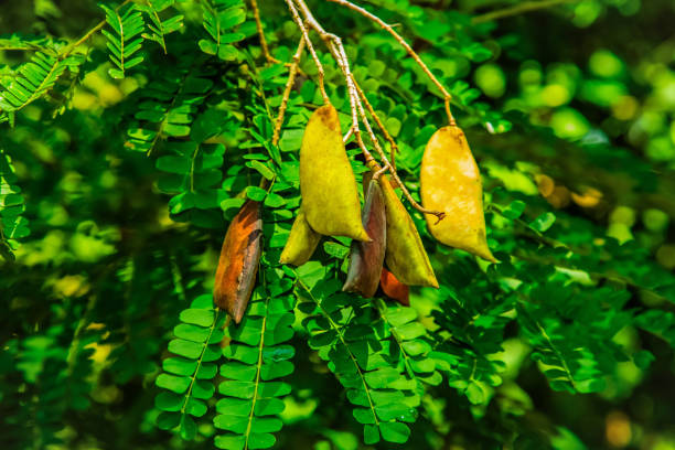 Caesalpinia Sappan (Biancaea) many small green leaves. Harmony with long stalk of fresh oldest pods. Growing in Sri Lankas garden