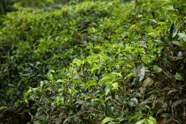 istock high mountain tea plantation in Sri Lanka 2148447116