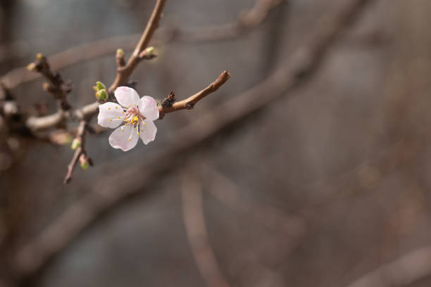 apricot tree flower on a branch