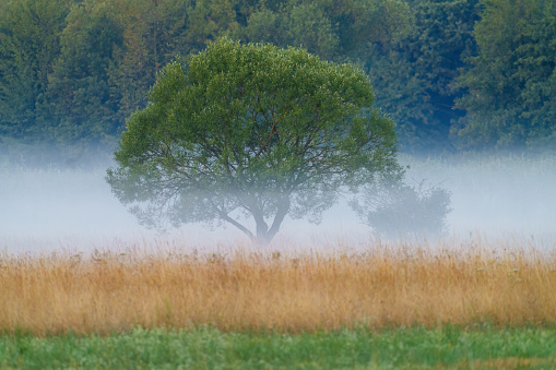 A tree standing alone in a misty field with other trees in the background, creating a serene and mysterious natural landscape