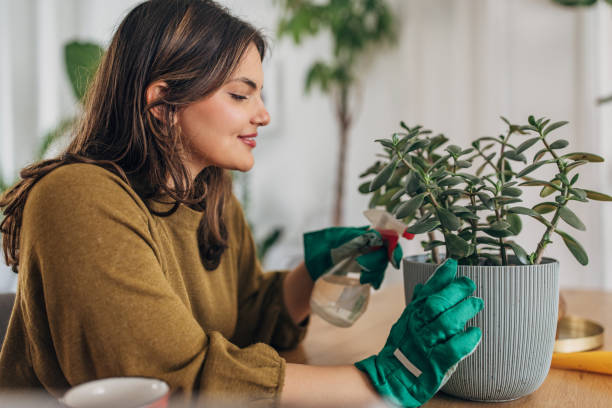 Young woman tenderly caring for houseplant Cheerful young woman in a cozy room sprays a potted plant, nurturing her indoor garden jade plant stock pictures, royalty-free photos & images